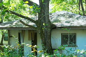 庭・敷地が雑草で荒れ放題